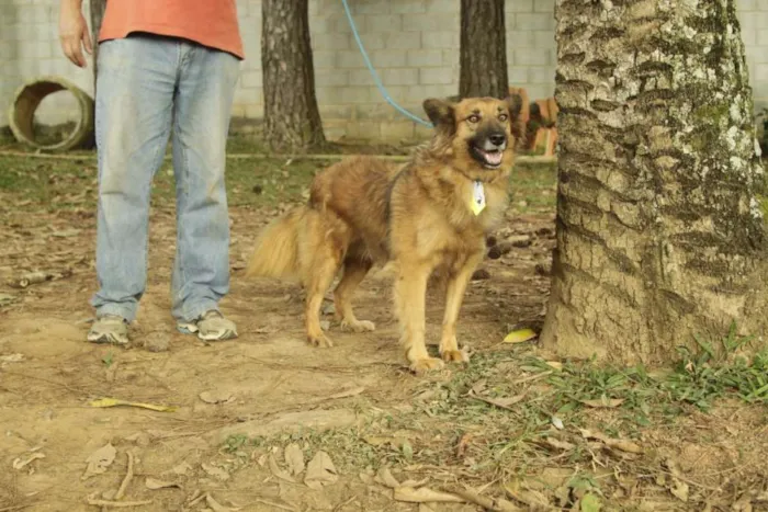 Cachorro ra a SRD idade 5 anos nome ZINGO- LINDO 