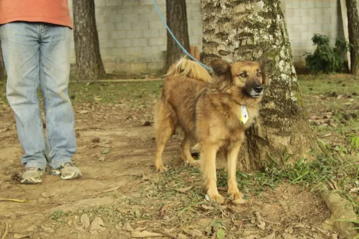 Cachorro ra a SRD idade 5 anos nome ZINGO- LINDO 