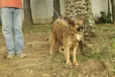 ZINGO- LINDO