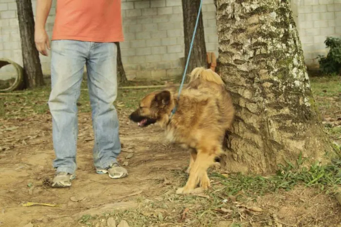 Cachorro ra a SRD idade 5 anos nome ZINGO- LINDO 