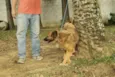 ZINGO- LINDO