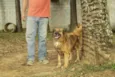 ZINGO- LINDO