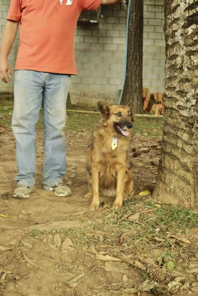 Cachorro ra a SRD idade 5 anos nome ZINGO- LINDO 