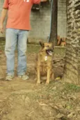 ZINGO- LINDO