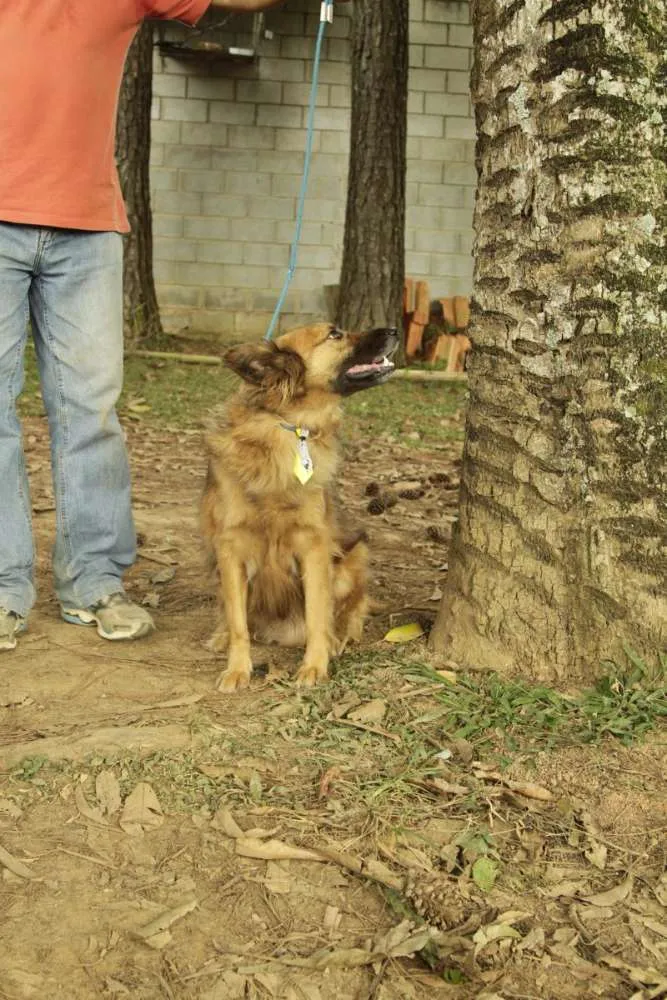 Cachorro ra a SRD idade 5 anos nome ZINGO- LINDO 