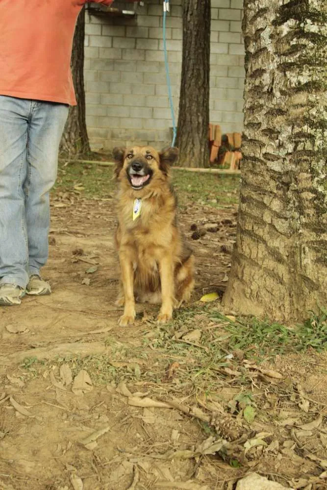 Cachorro ra a SRD idade 5 anos nome ZINGO- LINDO 