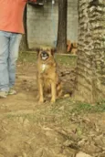 ZINGO- LINDO