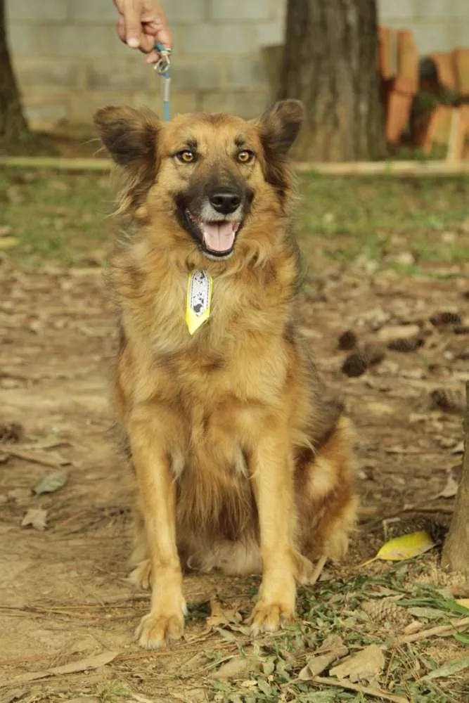 Cachorro ra a SRD idade 5 anos nome ZINGO- LINDO 
