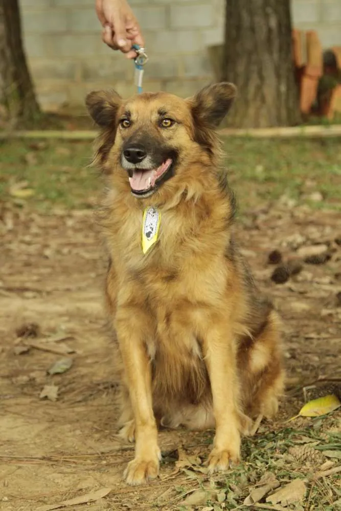 Cachorro ra a SRD idade 5 anos nome ZINGO- LINDO 