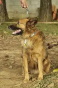 ZINGO- LINDO