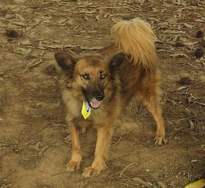 Cachorro ra a SRD idade 5 anos nome ZINGO- LINDO 