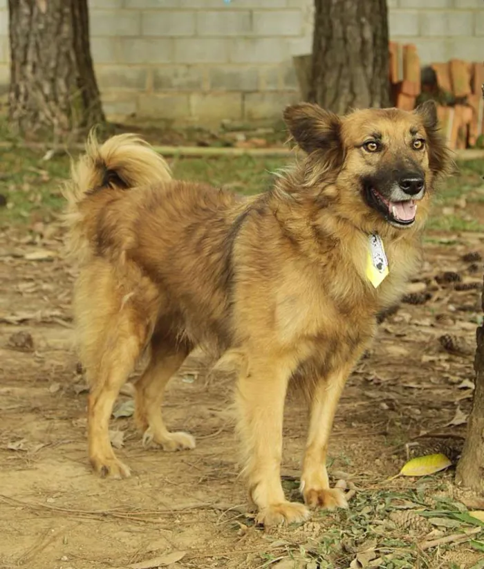 Cachorro ra a SRD idade 5 anos nome ZINGO- LINDO 