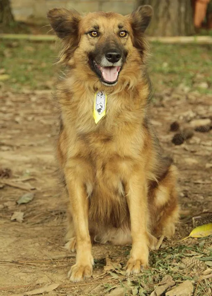 Cachorro ra a SRD idade 5 anos nome ZINGO- LINDO 