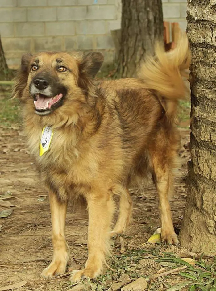 Cachorro ra a SRD idade 5 anos nome ZINGO- LINDO 