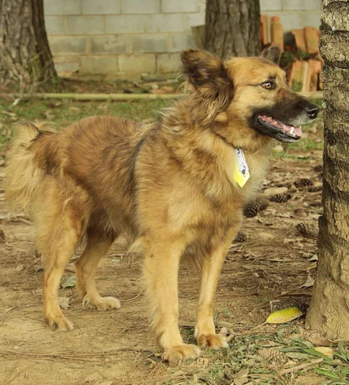 Cachorro ra a SRD idade 5 anos nome ZINGO- LINDO 
