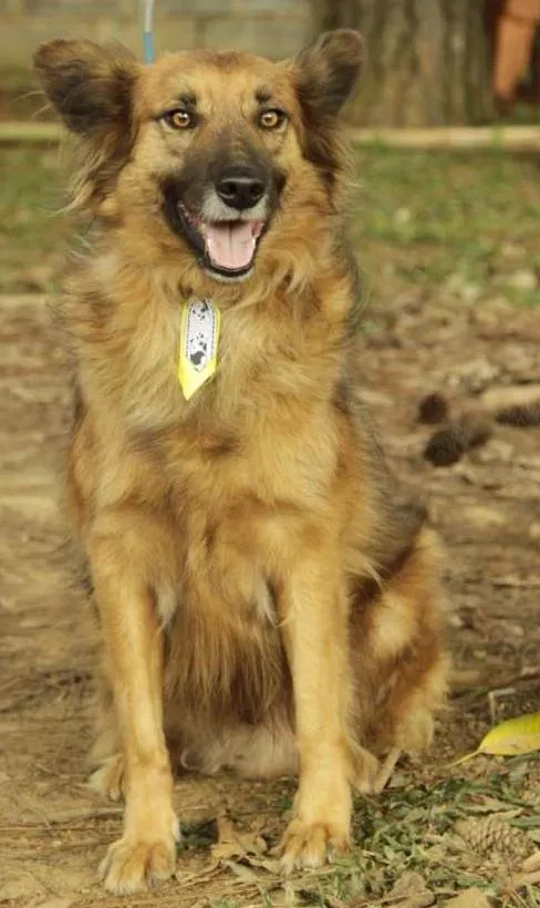 Cachorro ra a SRD idade 5 anos nome ZINGO- LINDO 