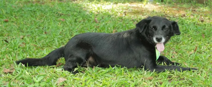 Cachorro ra a SRD idade 6 ou mais anos nome CHAPLIN - Um anjo e