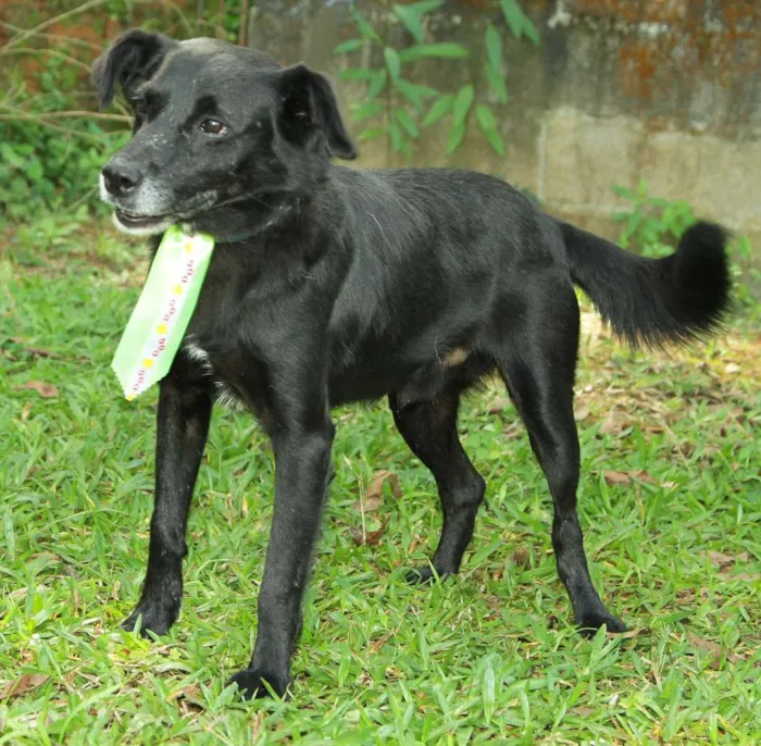 Cachorro ra a SRD idade 6 ou mais anos nome CHAPLIN - Um anjo e