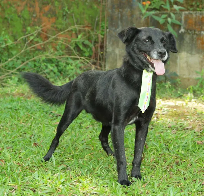 Cachorro ra a SRD idade 6 ou mais anos nome CHAPLIN - Um anjo e