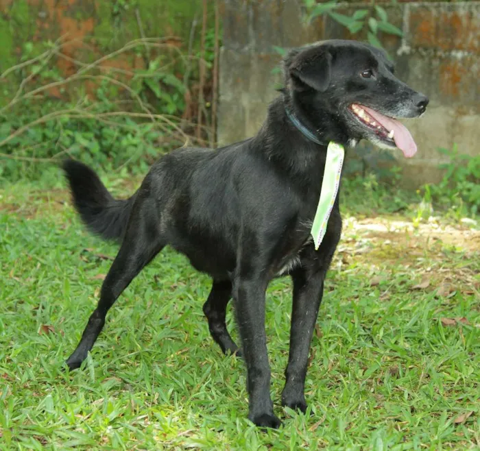 Cachorro ra a SRD idade 6 ou mais anos nome CHAPLIN - Um anjo e