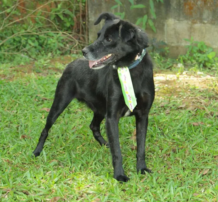 Cachorro ra a SRD idade 6 ou mais anos nome CHAPLIN - Um anjo e