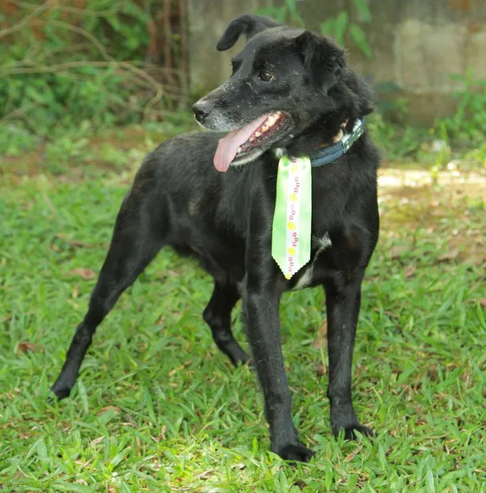 Cachorro ra a SRD idade 6 ou mais anos nome CHAPLIN - Um anjo e