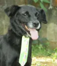 CHAPLIN - Um anjo e