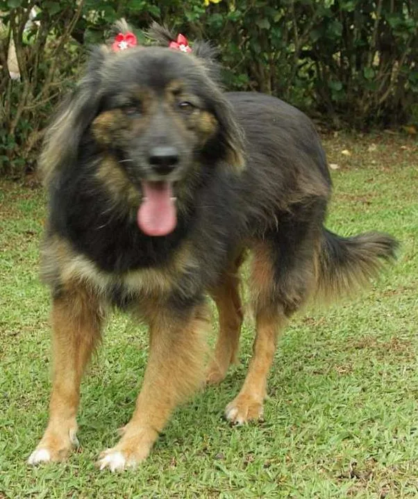 Cachorro ra a SRD idade 3 anos nome PEPITA - uma raposi
