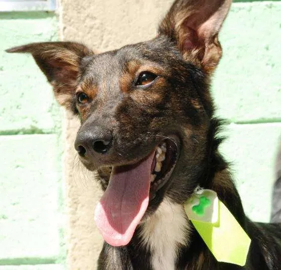 Cachorro ra a SRD idade 4 anos nome JORGINHO - Um fofo!