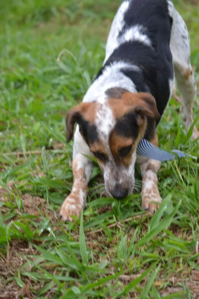Cachorro raça SRD idade 6 ou mais anos nome ALEX - um fofo!