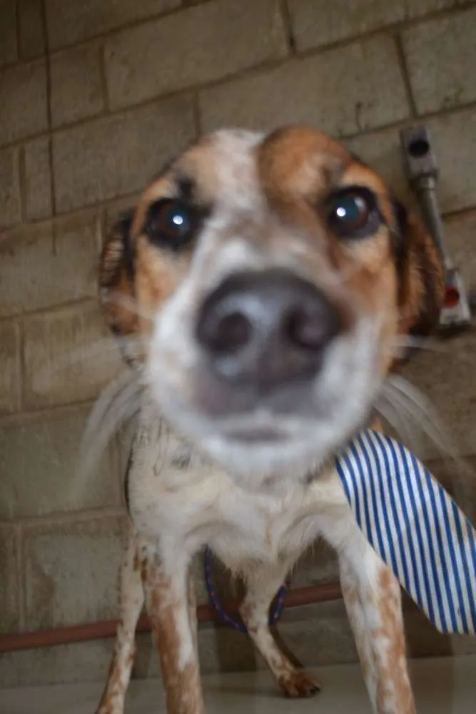 Cachorro raça SRD idade 6 ou mais anos nome ALEX - um fofo!