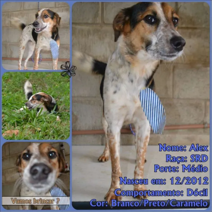 ALEX - um fofo!