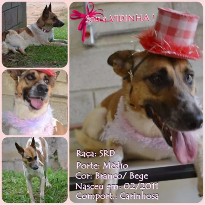 Cachorro ra a SRD idade 5 anos nome VIDINHA - Muito linda!
