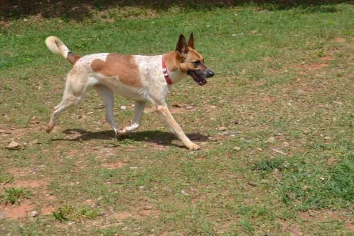 Cachorro ra a SRD idade 5 anos nome VIDINHA - Muito linda!