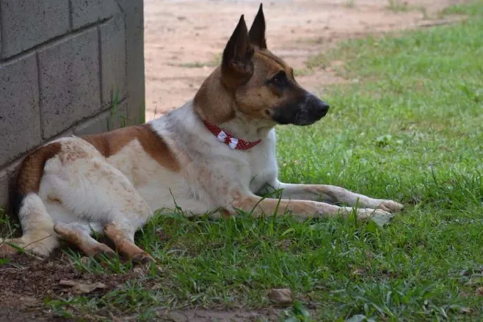 Cachorro ra a SRD idade 5 anos nome VIDINHA - Muito linda!
