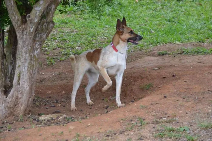 Cachorro ra a SRD idade 5 anos nome VIDINHA - Muito linda!