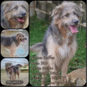 Cachorro raça SRD idade 4 anos nome RUFFUS - um principe!  