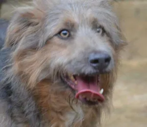 Cachorro raça SRD idade 4 anos nome RUFFUS - um principe! 