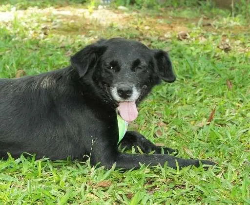 Cachorro ra a SRD idade 6 ou mais anos nome CHAPLIN - Um anjo e