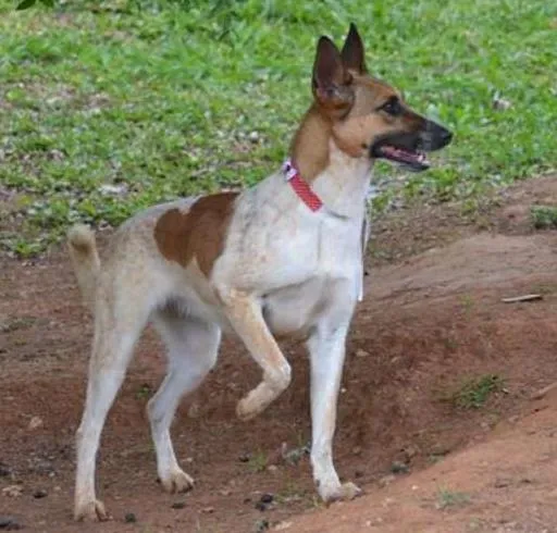 Cachorro ra a SRD idade 5 anos nome VIDINHA - Muito linda!