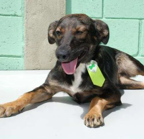 Cachorro ra a SRD idade 4 anos nome JORGINHO - Um fofo!