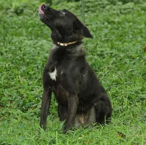Cachorro ra a SRD idade 3 anos nome BISTECA - Pretinha 