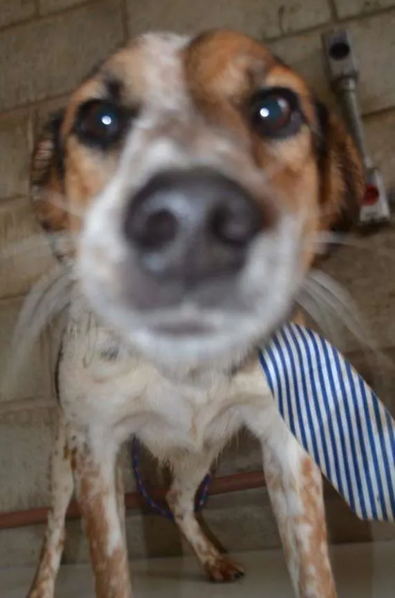 Cachorro raça SRD idade 6 ou mais anos nome ALEX - um fofo!