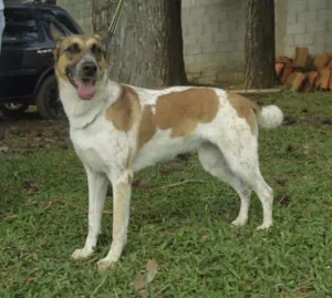 Cachorro raça SRD idade 5 anos nome VIDINHA - Muito linda!