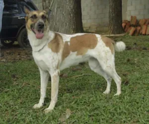Cachorro raça SRD idade 5 anos nome VIDINHA - muito lin