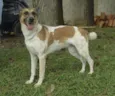 VIDINHA - muito lin