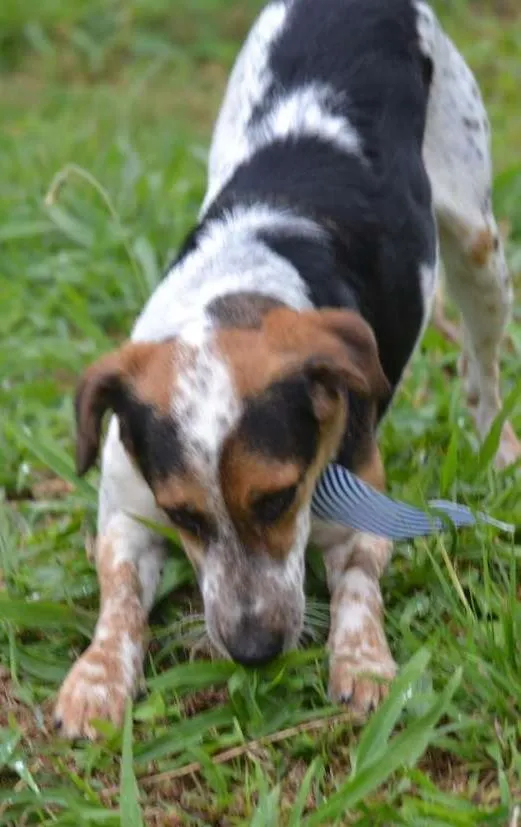 Cachorro raça SRD idade 6 ou mais anos nome ALEX - um fofo!