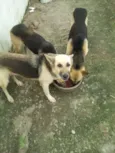 Lucky, Laika e Piru