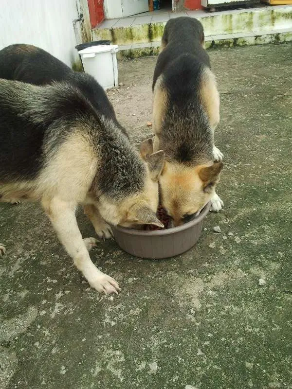 Cachorro ra a Pastor Alemão idade 5 anos nome Lucky, Laika e Piru