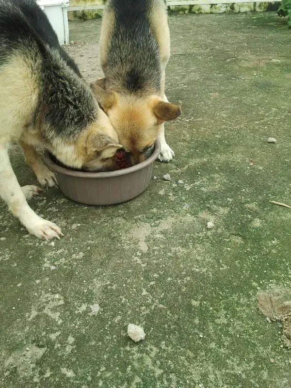 Cachorro ra a Pastor Alemão idade 5 anos nome Lucky, Laika e Piru